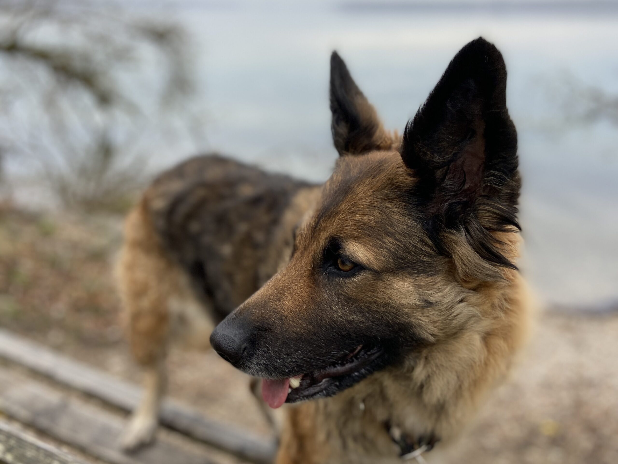 Nala in der Läufigkeit ohne Fell